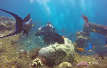 Zdjęcia z Safari Nurkowego w Egipcie