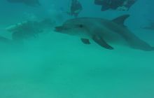 Zdjęcia z Safari Nurkowego w Egipcie