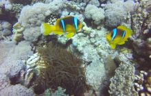 Zdjęcia z Safari Nurkowego w Egipcie