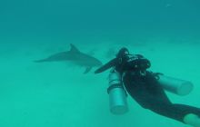 Zdjęcia z Safari Nurkowego w Egipcie