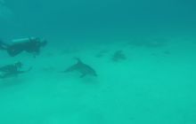 Zdjęcia z Safari Nurkowego w Egipcie