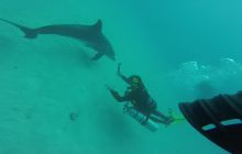 Zdjęcia z Safari Nurkowego w Egipcie