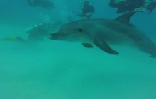 Zdjęcia z Safari Nurkowego w Egipcie