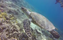 Zdjęcia z Safari Nurkowego w Egipcie