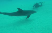 Zdjęcia z Safari Nurkowego w Egipcie