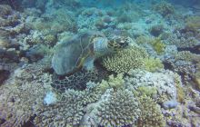 Zdjęcia z Safari Nurkowego w Egipcie