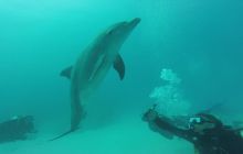 Zdjęcia z Safari Nurkowego w Egipcie