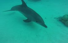 Zdjęcia z Safari Nurkowego w Egipcie