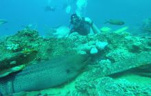 Zdjęcia z Safari Nurkowego w Egipcie