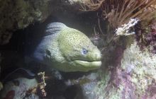 Zdjęcia z Safari Nurkowego w Egipcie