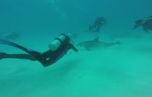 Zdjęcia z Safari Nurkowego w Egipcie