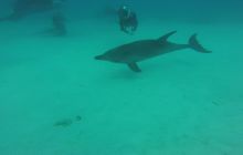 Zdjęcia z Safari Nurkowego w Egipcie