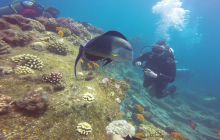 Zdjęcia z Safari Nurkowego w Egipcie