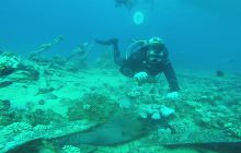 Zdjęcia z Safari Nurkowego w Egipcie