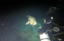 Zdjęcia z Safari Nurkowego w Egipcie