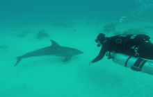 Zdjęcia z Safari Nurkowego w Egipcie