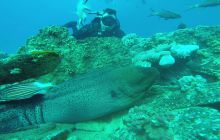 Zdjęcia z Safari Nurkowego w Egipcie