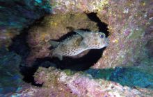 Zdjęcia z Safari Nurkowego w Egipcie