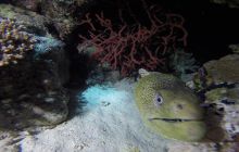 Zdjęcia z Safari Nurkowego w Egipcie