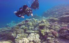 Zdjęcia z Safari Nurkowego w Egipcie