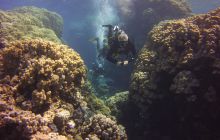 Zdjęcia z Safari St Johns Egipt