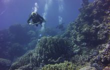 Zdjęcia z Safari St Johns Egipt