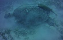 Zdjęcia z Safari St Johns Egipt