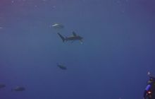 Zdjęcia z Safari St Johns Egipt