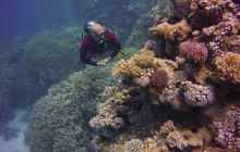 Zdjęcia z Safari St Johns Egipt