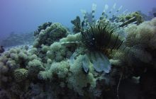 Zdjęcia z Safari St Johns Egipt