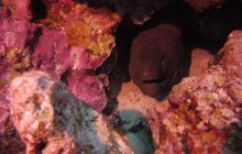 Zdjęcia z Safari St Johns Egipt