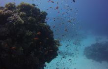 Zdjęcia z Safari St Johns Egipt