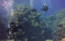 Zdjęcia z Safari St Johns Egipt