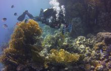 Zdjęcia z Safari St Johns Egipt