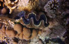 Zdjęcia z Safari St Johns Egipt