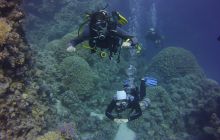 Zdjęcia z Safari St Johns Egipt