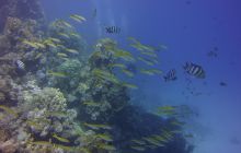 Zdjęcia z Safari St Johns Egipt