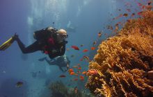 Zdjęcia z Safari St Johns Egipt