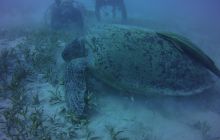 Zdjęcia z Safari St Johns Egipt