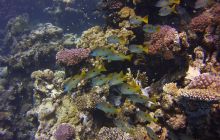 Zdjęcia z Safari St Johns Egipt