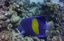 Zdjęcia z Safari St Johns Egipt