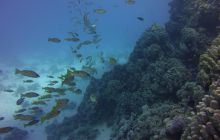 Zdjęcia z Safari St Johns Egipt