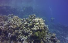 Zdjęcia z Safari St Johns Egipt