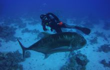 Zdjęcia z Safari St Johns Egipt