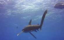 Zdjęcia z Safari St Johns Egipt