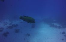 Zdjęcia z Safari St Johns Egipt