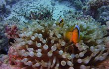 Zdjęcia z Safari St Johns Egipt