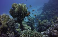 Zdjęcia z Safari St Johns Egipt