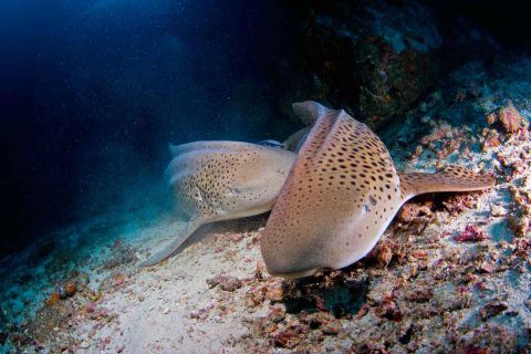 Nurkowanie Andamany plus zwiedzanie Indii