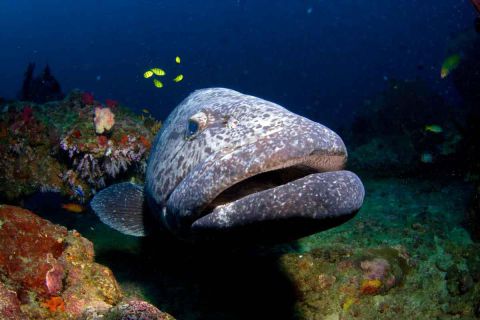 Nurkowanie Andamany plus zwiedzanie Indii